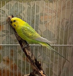 Parakeet