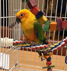 Conure