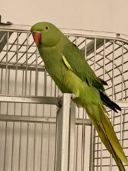 Ringneck