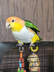 Caique