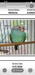 Parakeet