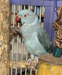 Ringneck