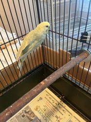 Parakeet