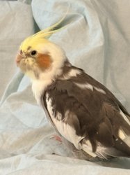 Cockatiel