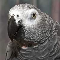 African Grey