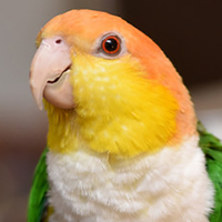 Caique