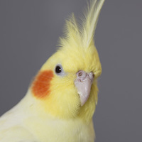 Cockatiel