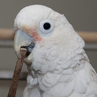 Cockatoo