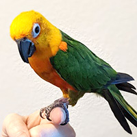 Conure
