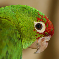 Conures of Telegraph Hill