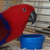 Eclectus