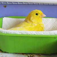 Finch/Canary