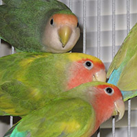 Lovebird