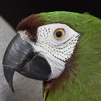 Macaw