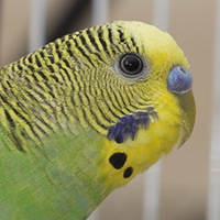 Parakeet