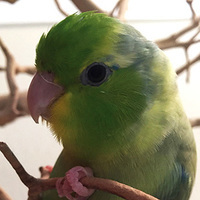 Parrotlet