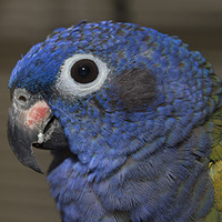 Pionus