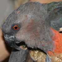 Poicephalus