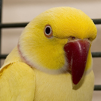 Ringneck