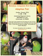 Adoption Fair