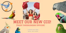 Meet Our New CCO